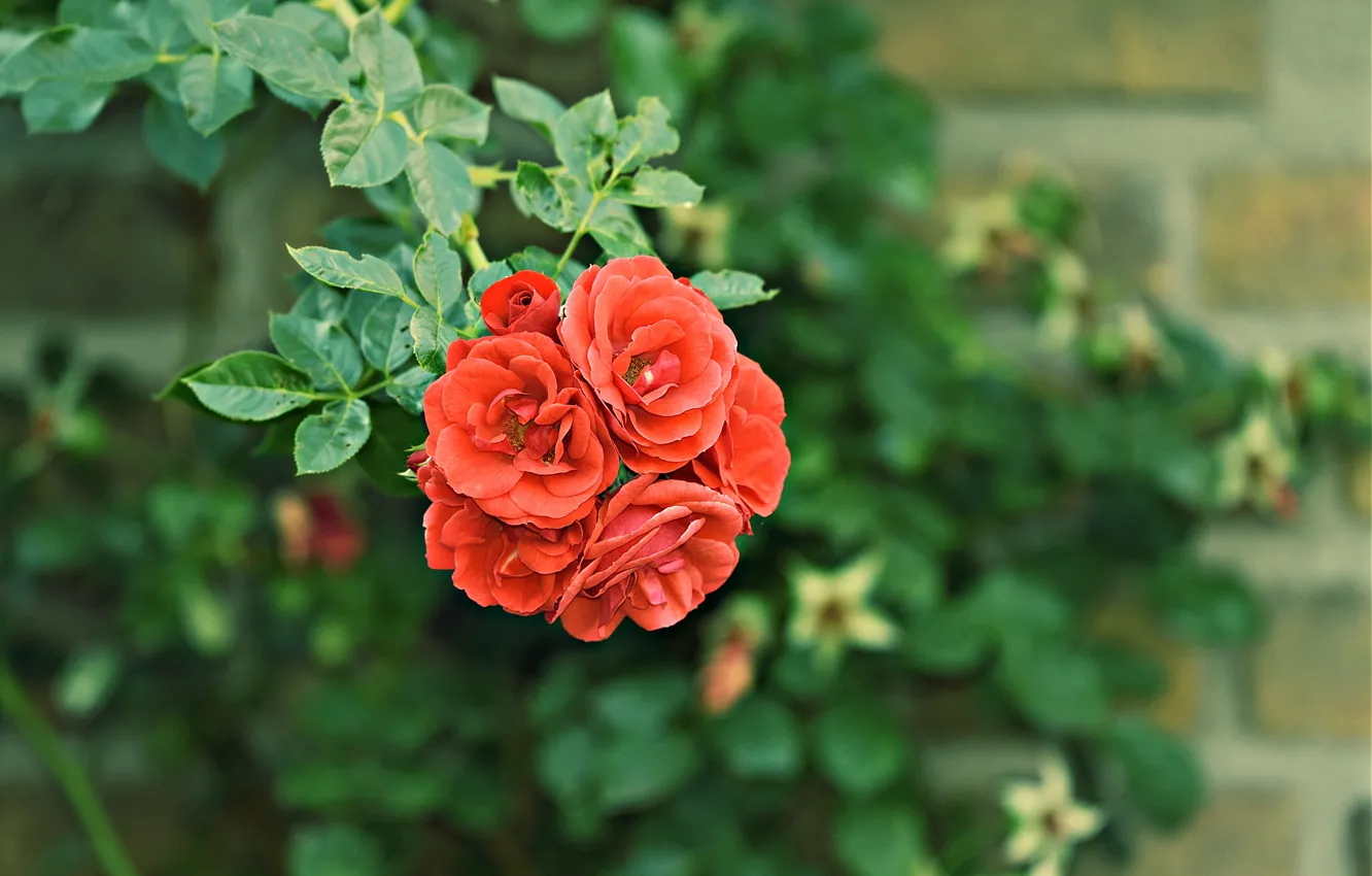 Photo wallpaper macro, photo, foliage, roses, the bushes