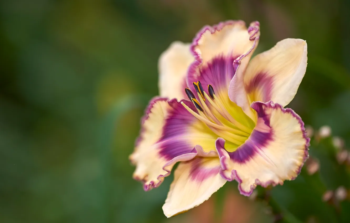 Photo wallpaper flowers, Lily, petals, green background, two-tone, daylilies