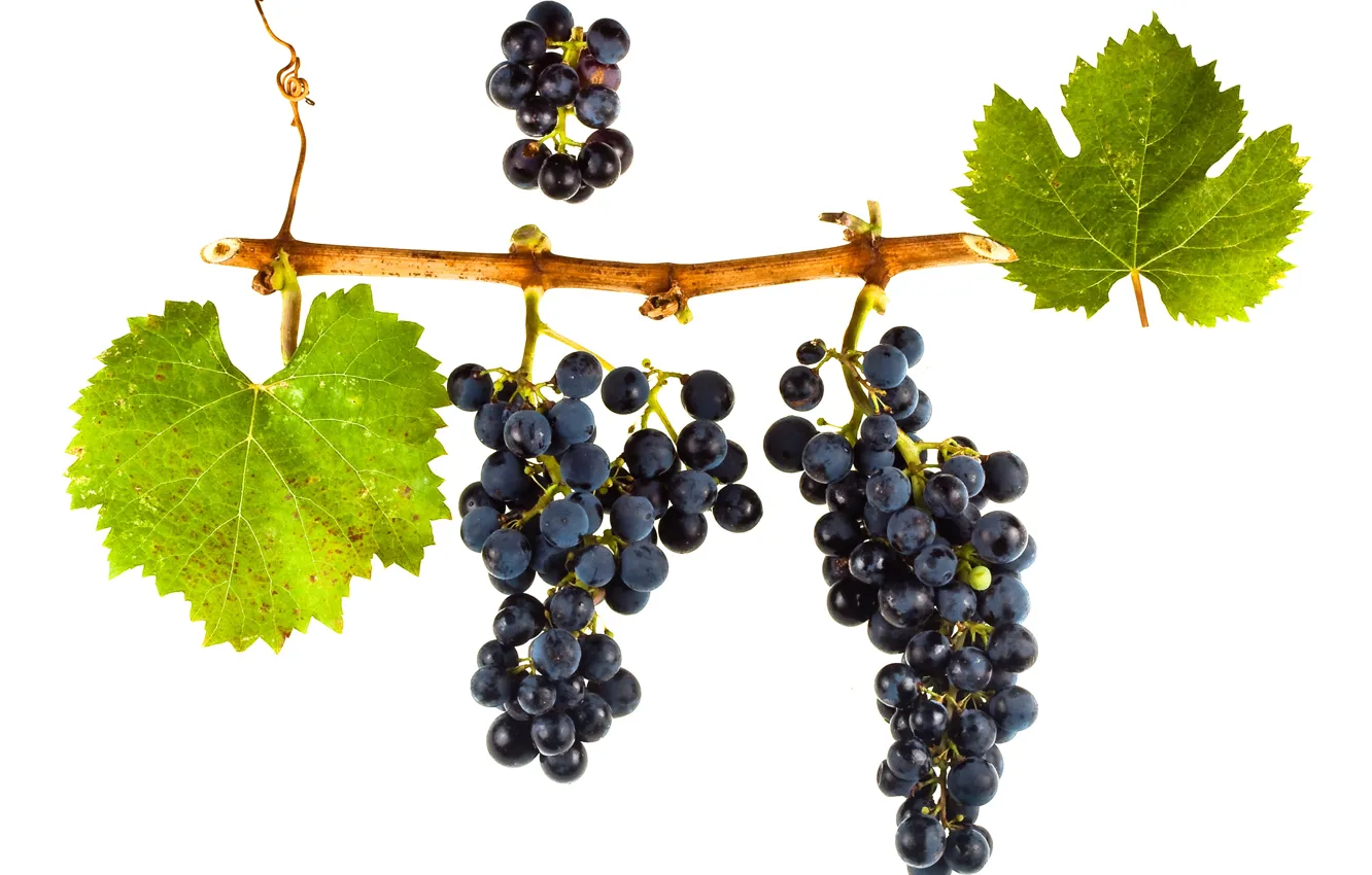 Photo wallpaper wine, leaves, grapes, red wine, vitis vinifera, Malbec