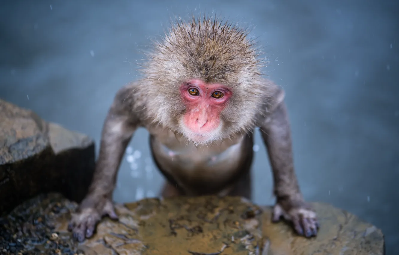 Photo wallpaper monkey, pond, Japanese macaques