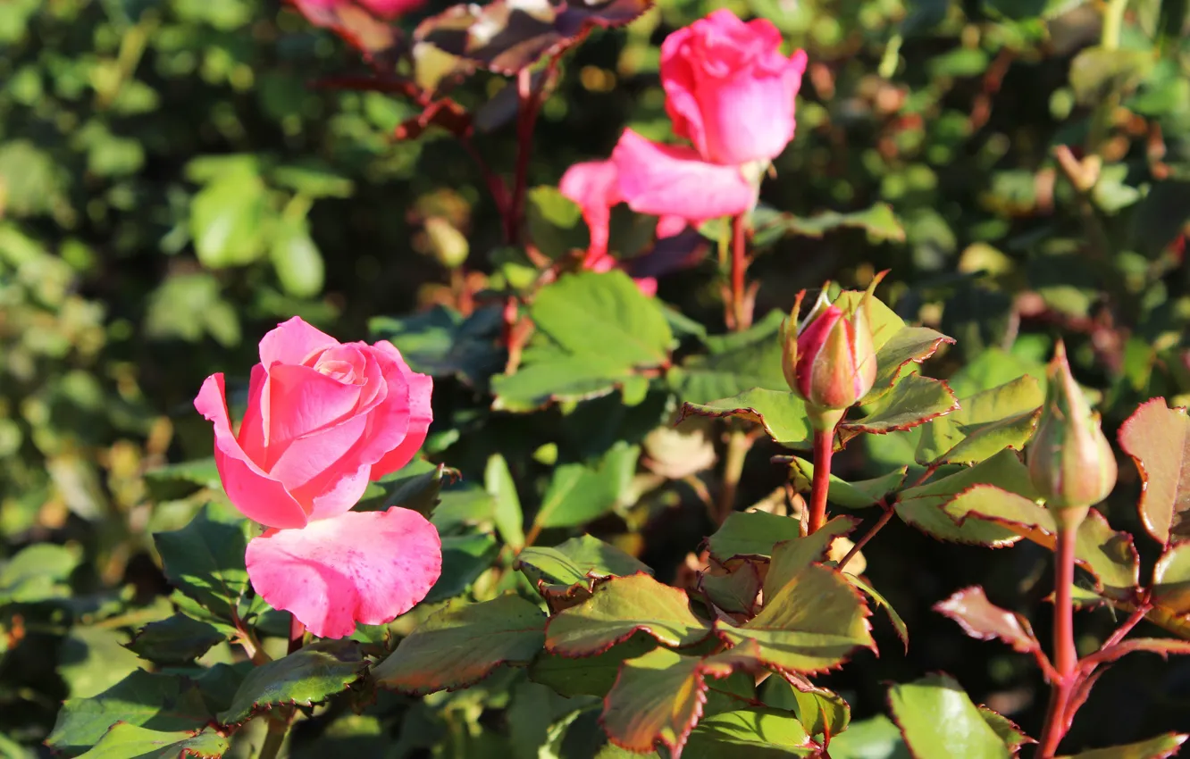 Photo wallpaper autumn, roses, the bushes