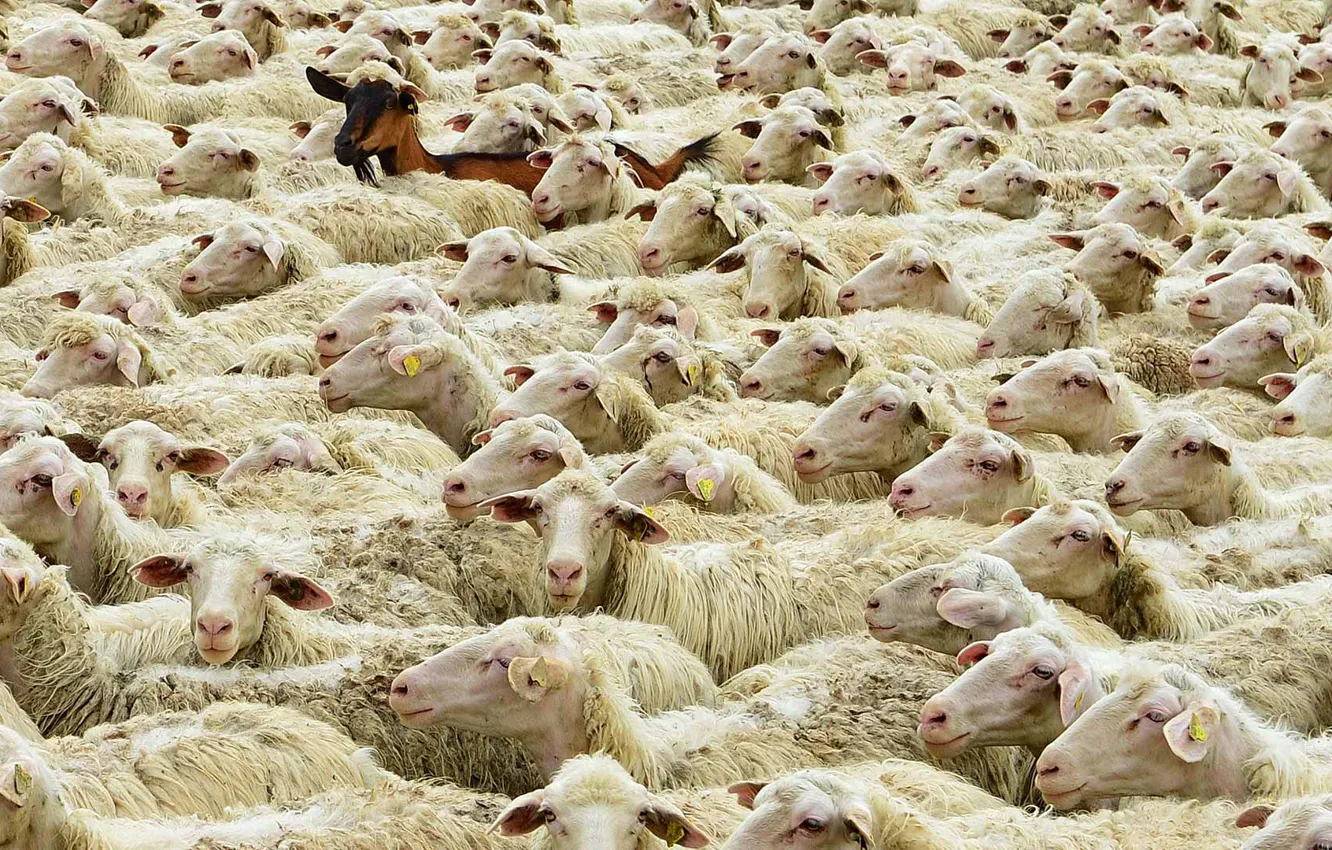 Photo wallpaper sheep, Germany, Bayern, goat, flock, Main-Spessart