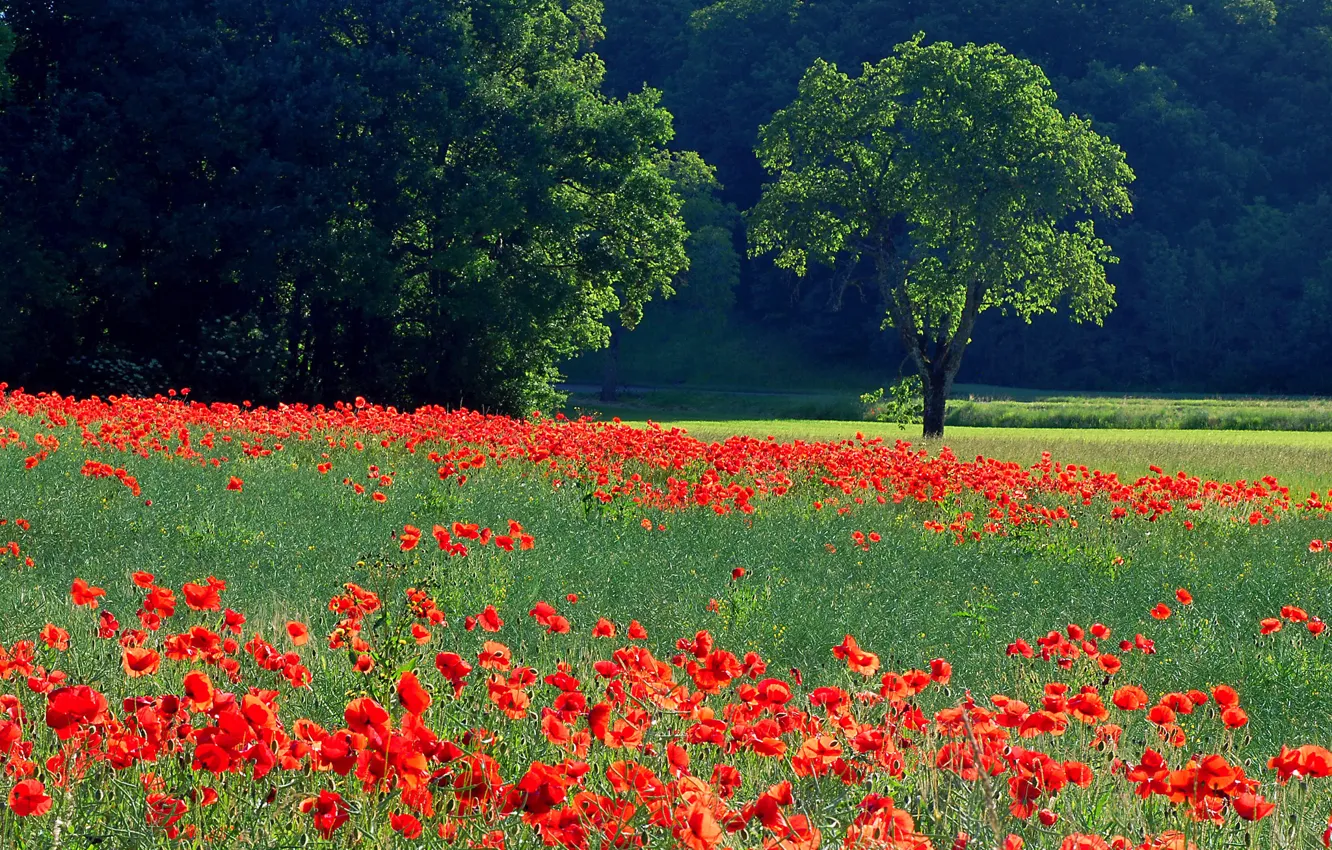 Photo wallpaper field, grass, trees, flowers, Maki, meadow