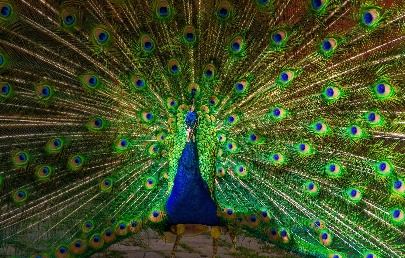 Photo wallpaper bird, feathers, tail, peacock