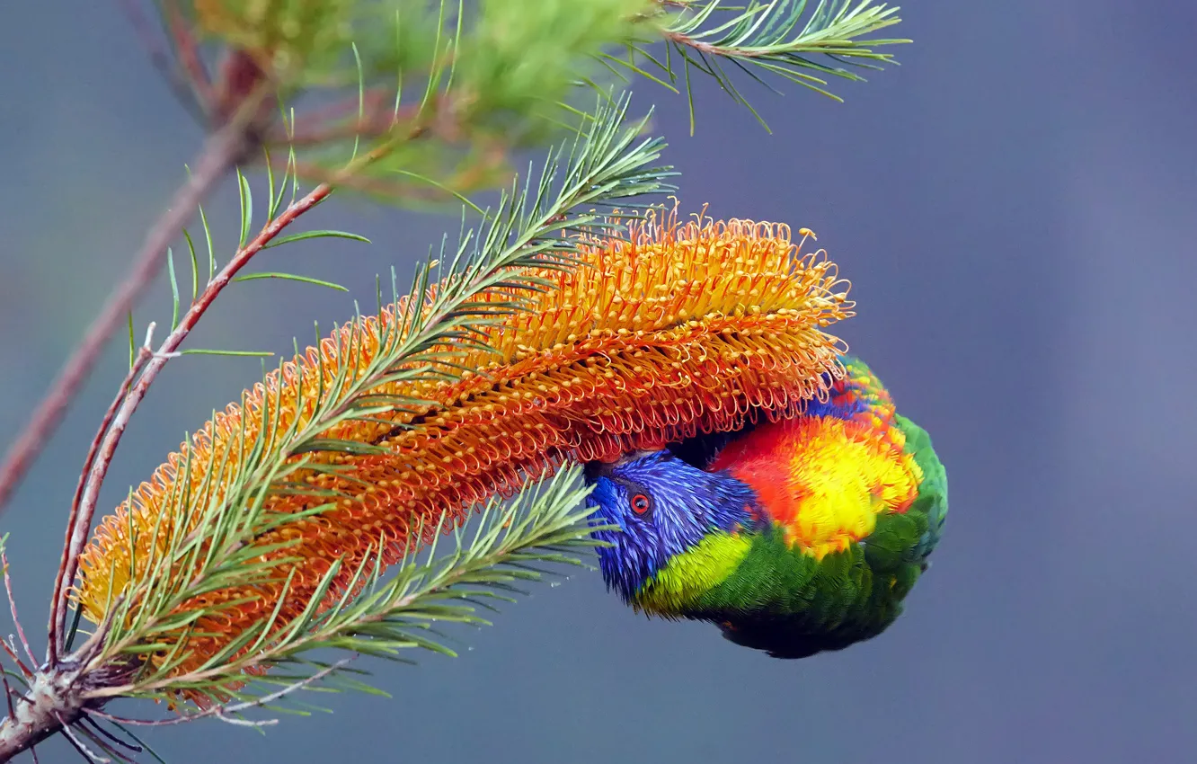 Photo wallpaper flowers, branches, pose, bird, parrot, blue background, rainbow lorikeet