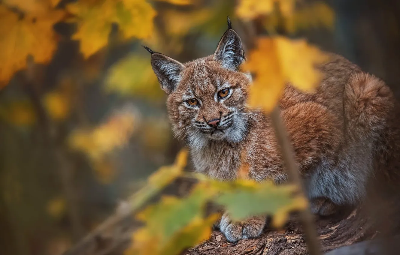Photo wallpaper autumn, look, leaves, predator, lynx, wild cat, bokeh