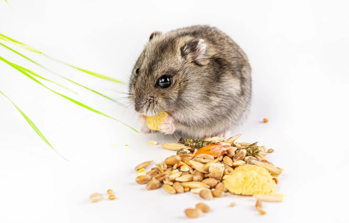 Photo wallpaper baby, white background, cereals, cutie, rodent, rodent, white background, cutie