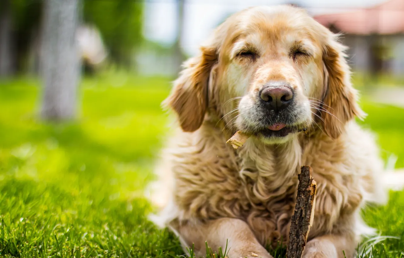 Photo wallpaper summer, background, dog