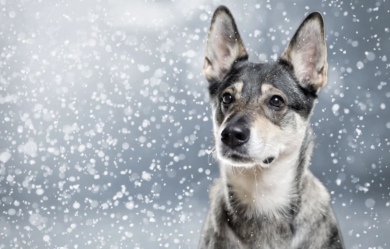 Photo wallpaper face, snow, portrait, dog, ears
