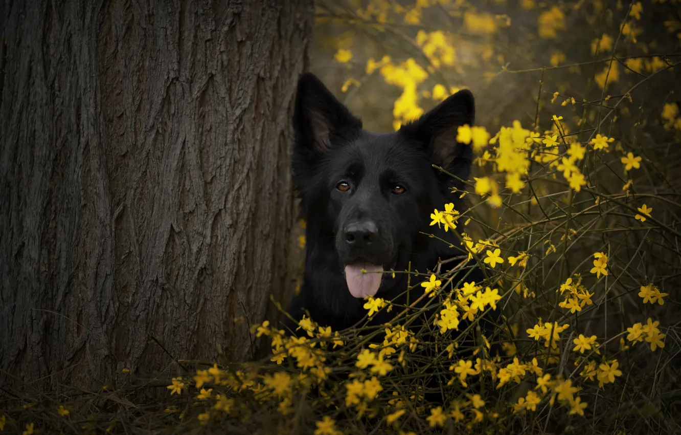 Photo wallpaper look, face, trees, flowers, nature, pose, black, portrait