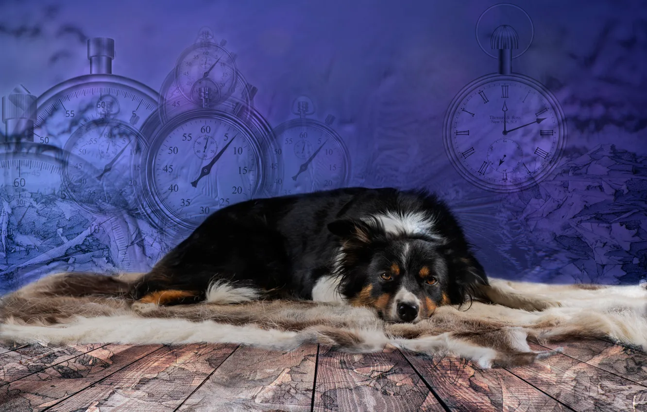 Photo wallpaper look, Board, watch, dog, skin