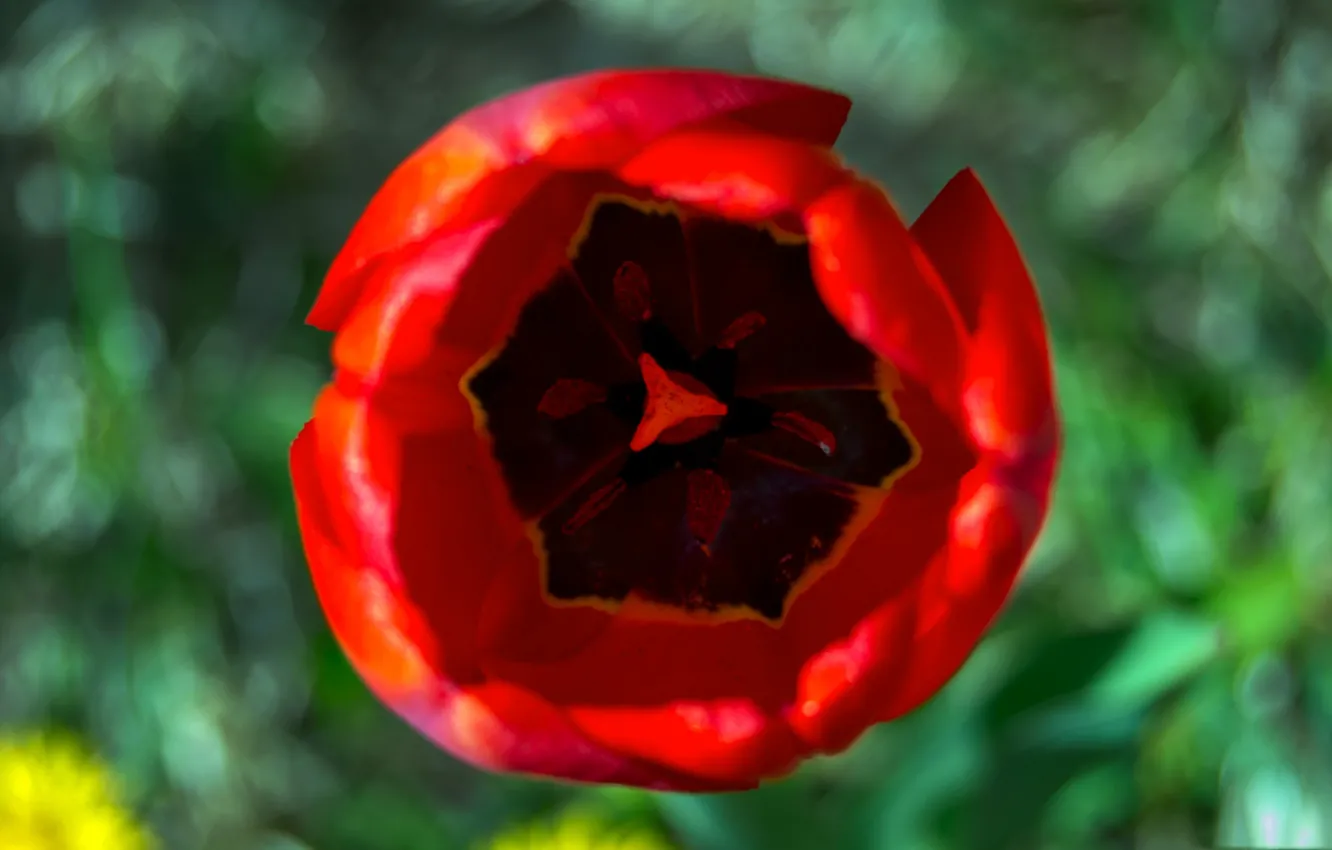 Photo wallpaper macro, petals, tulips