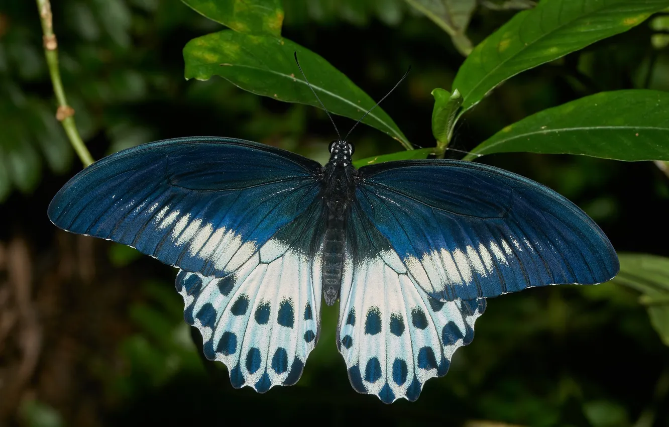 Photo wallpaper green leaves, butterfly, wings, beautiful