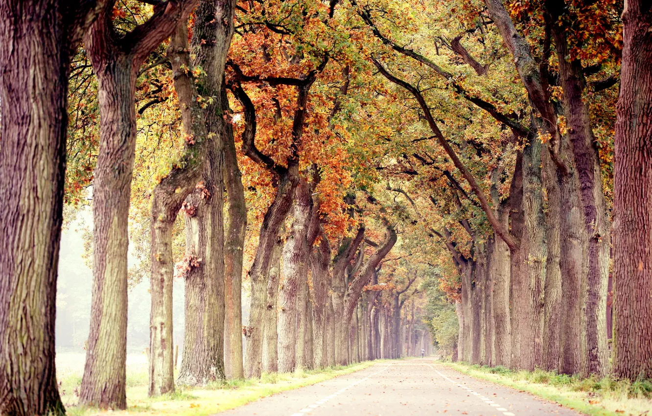 Photo wallpaper road, autumn, trees