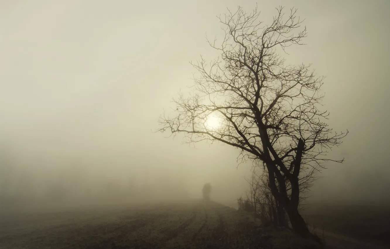 Photo wallpaper trees, landscape, night, fog