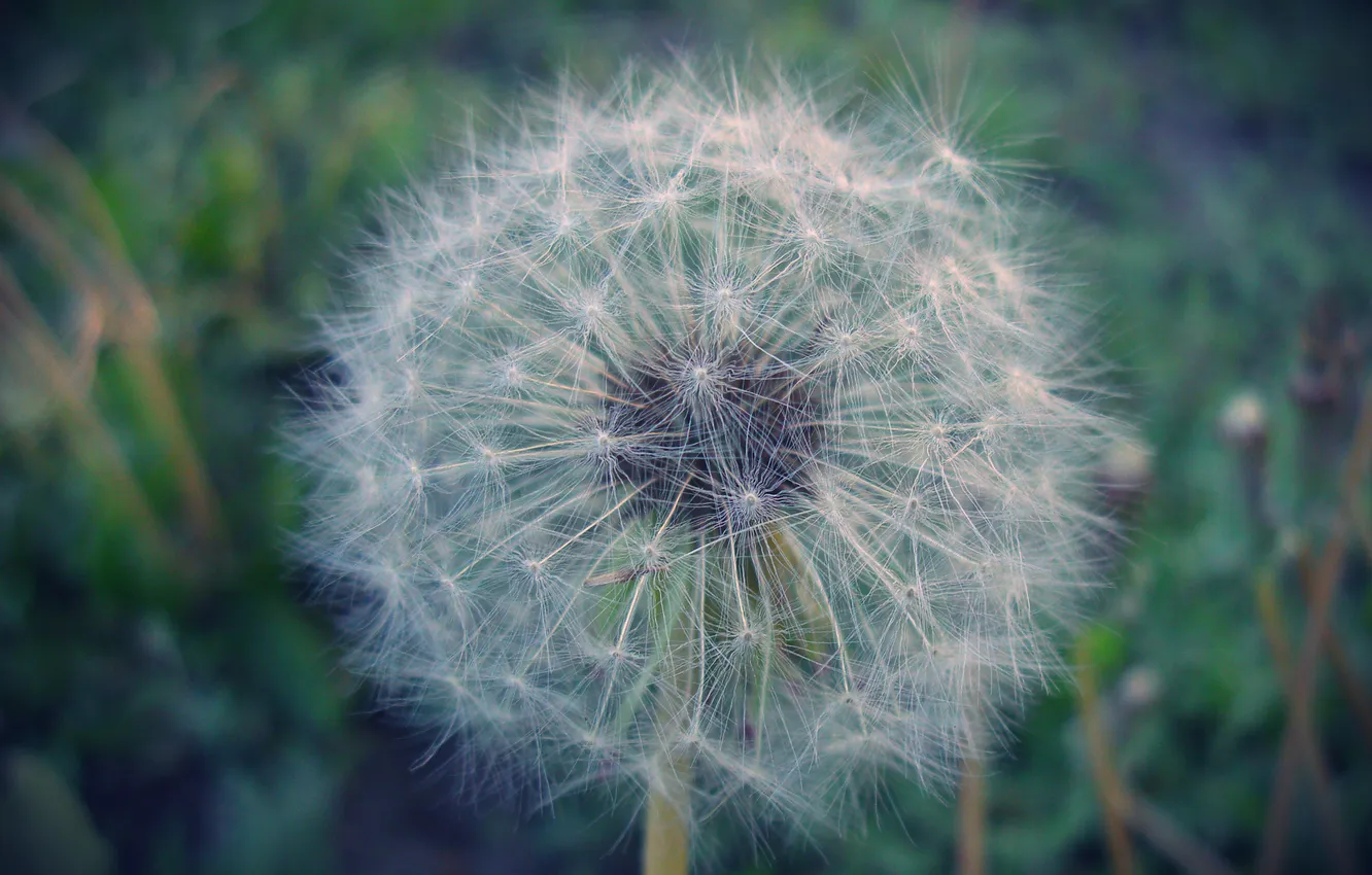 Photo wallpaper the sun, nature, dandelion