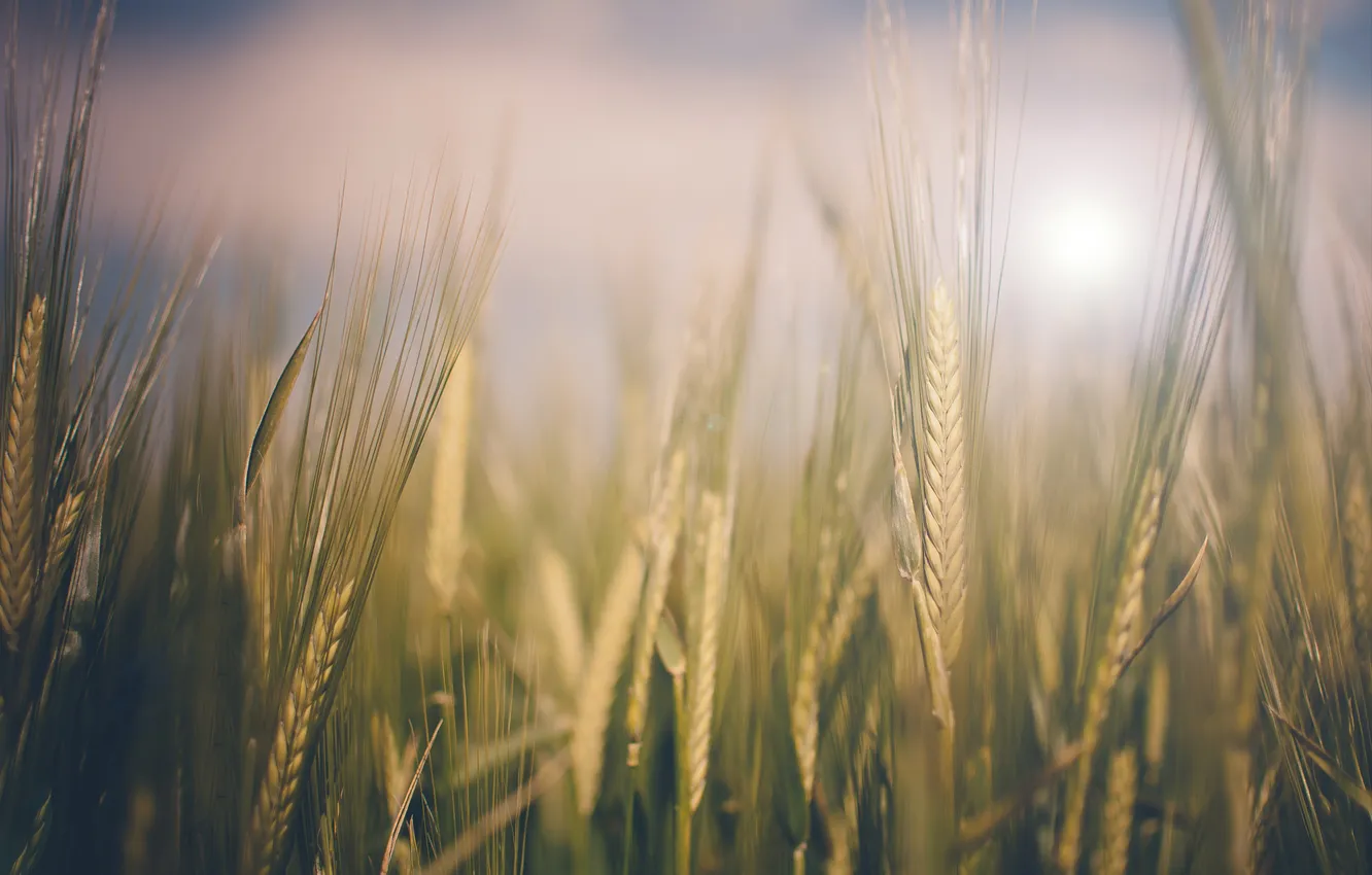 Photo wallpaper wheat, field, the sky, clouds, stems, ear, farm, wheat field