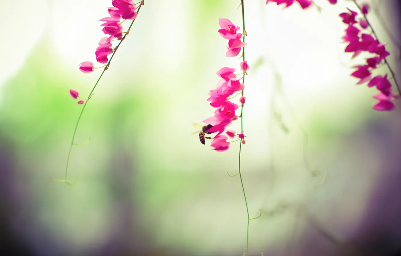 Photo wallpaper flowers, bee, insect, pink, antennae