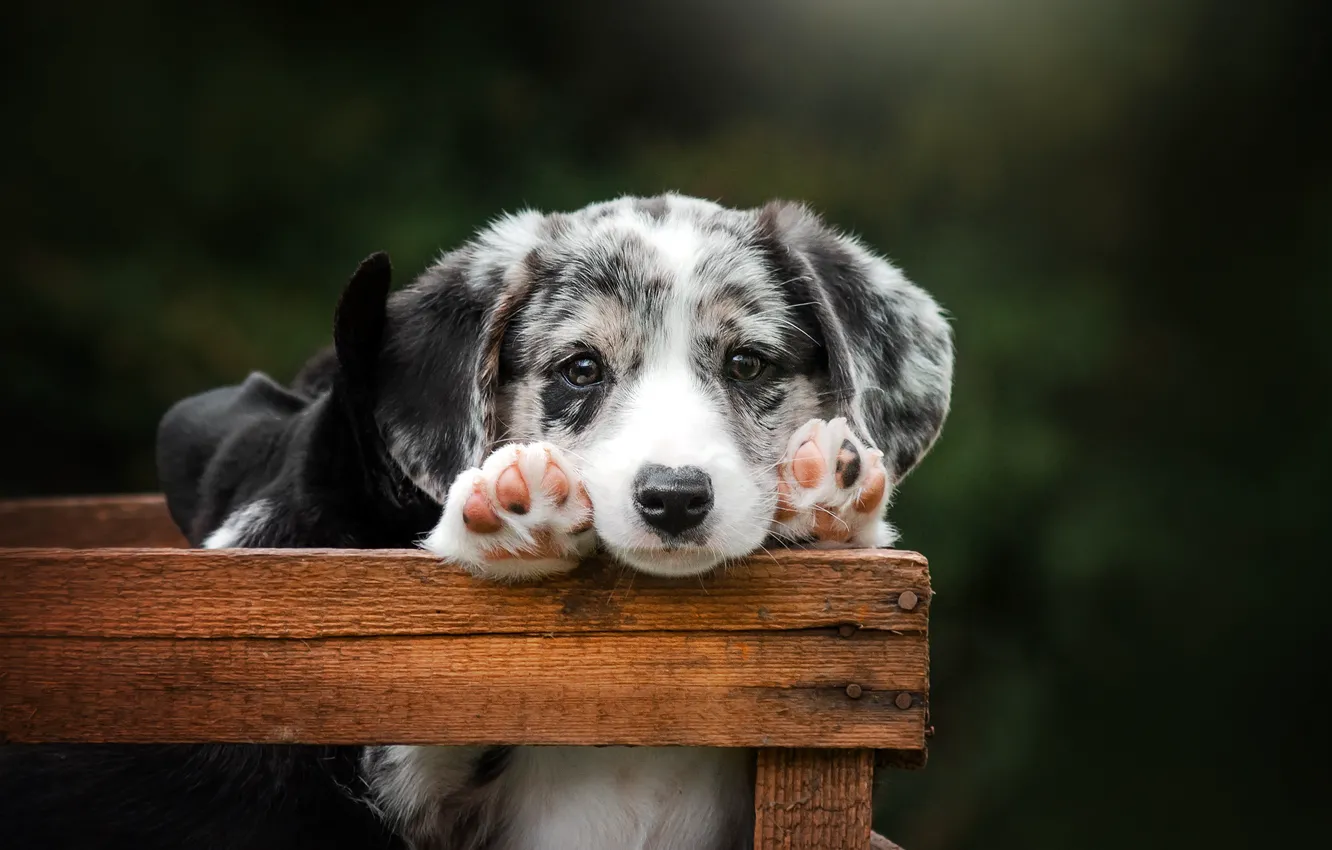 Photo wallpaper look, background, legs, dog, baby, puppy, box, face