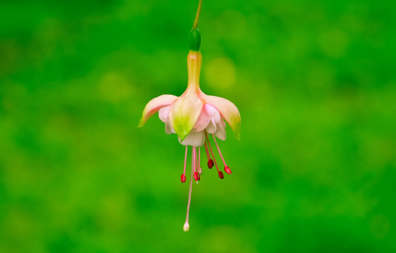 Photo wallpaper macro, flowers, petals, stamens, pink, pistil, fuchsia
