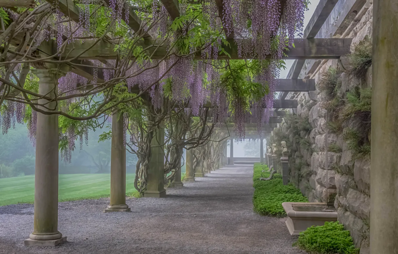 Photo wallpaper flowers, fog, plant, gallery, columns, Wisteria