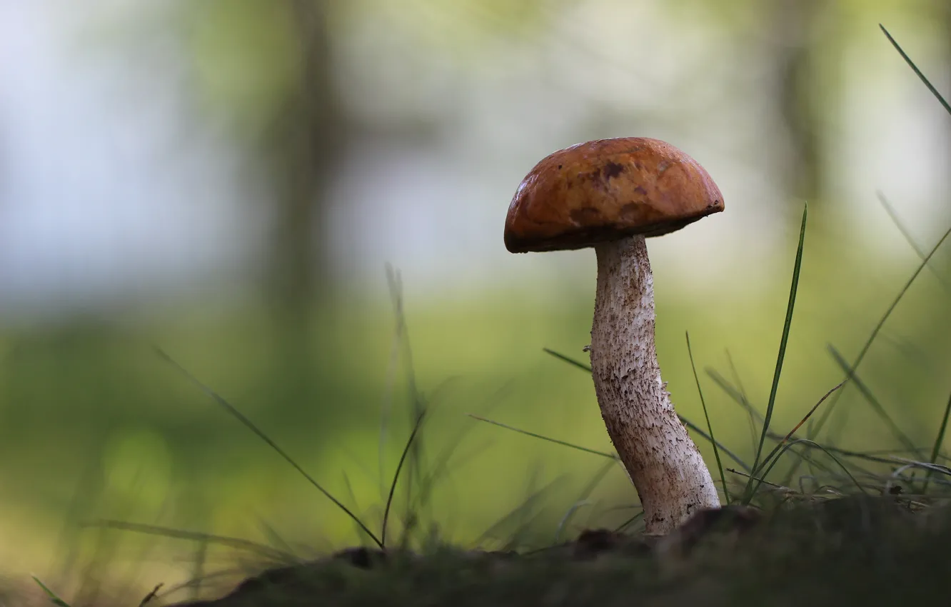 Photo wallpaper forest, background, mushrooms, weed