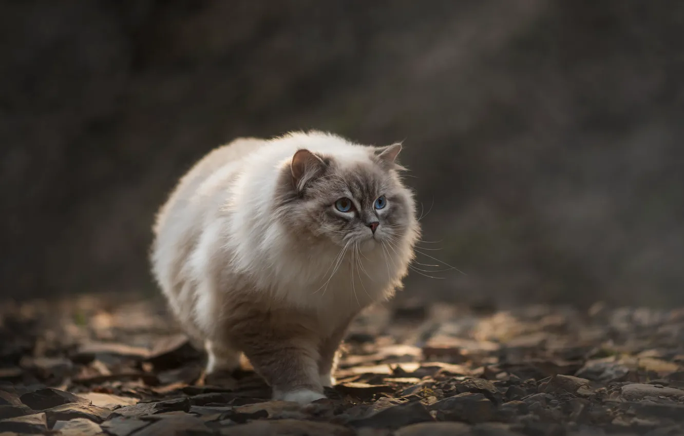 Photo wallpaper cat, cat, look, nature, pose, stones, walk, face