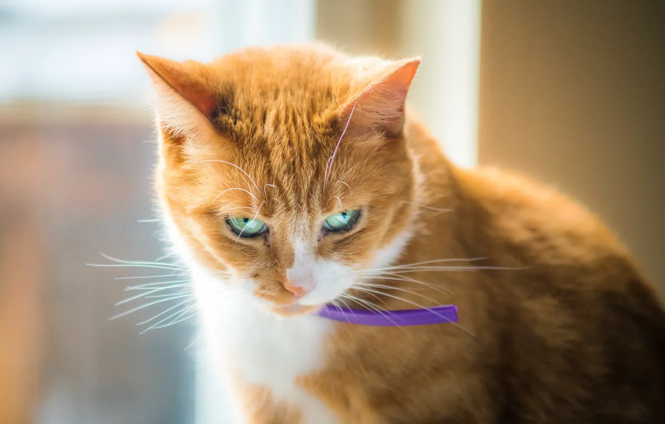 Photo wallpaper cat, look, red