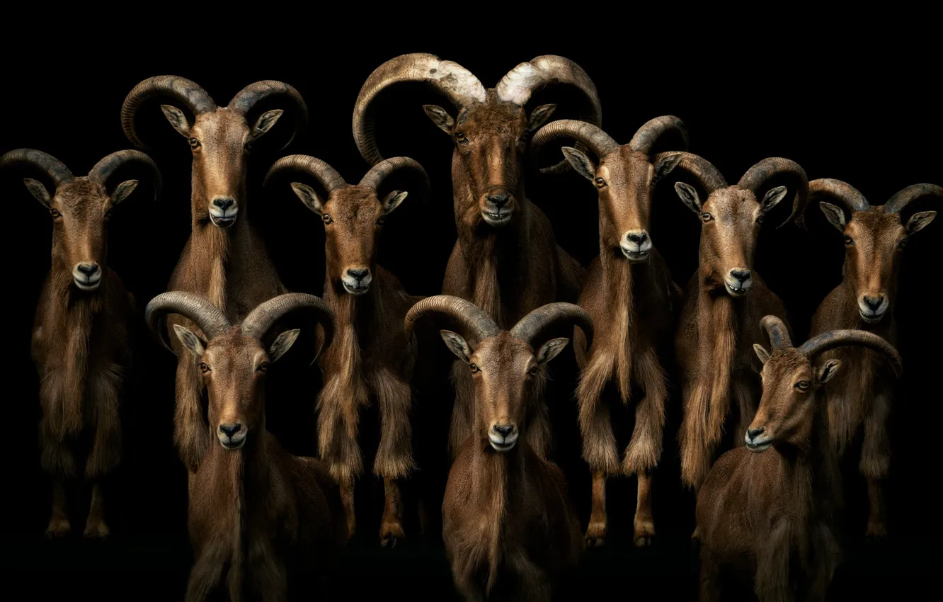 Photo wallpaper goat, goats, goat