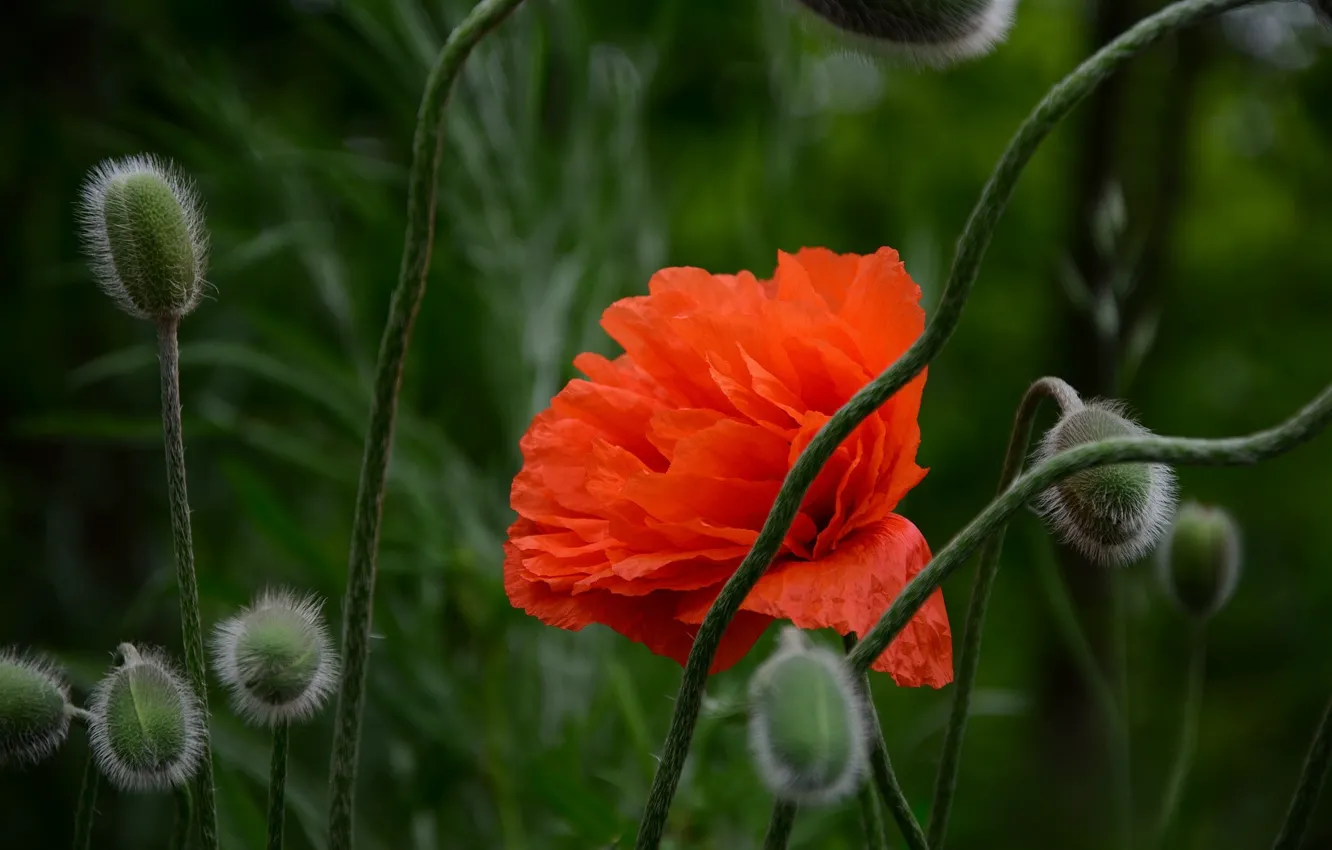 Photo wallpaper red, Mac, spring, bokeh