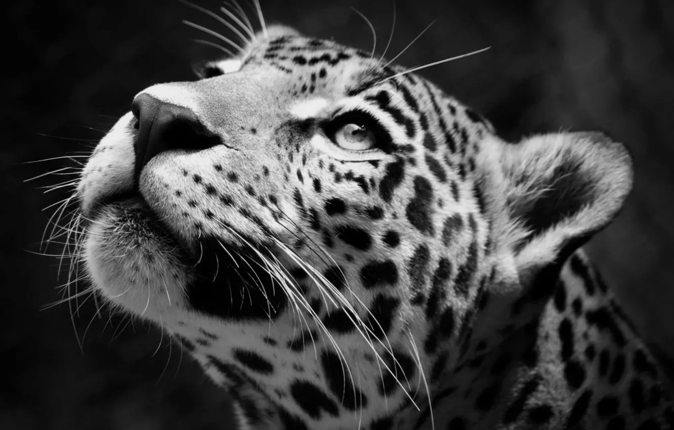 Photo wallpaper Jaguar, Predator, animal