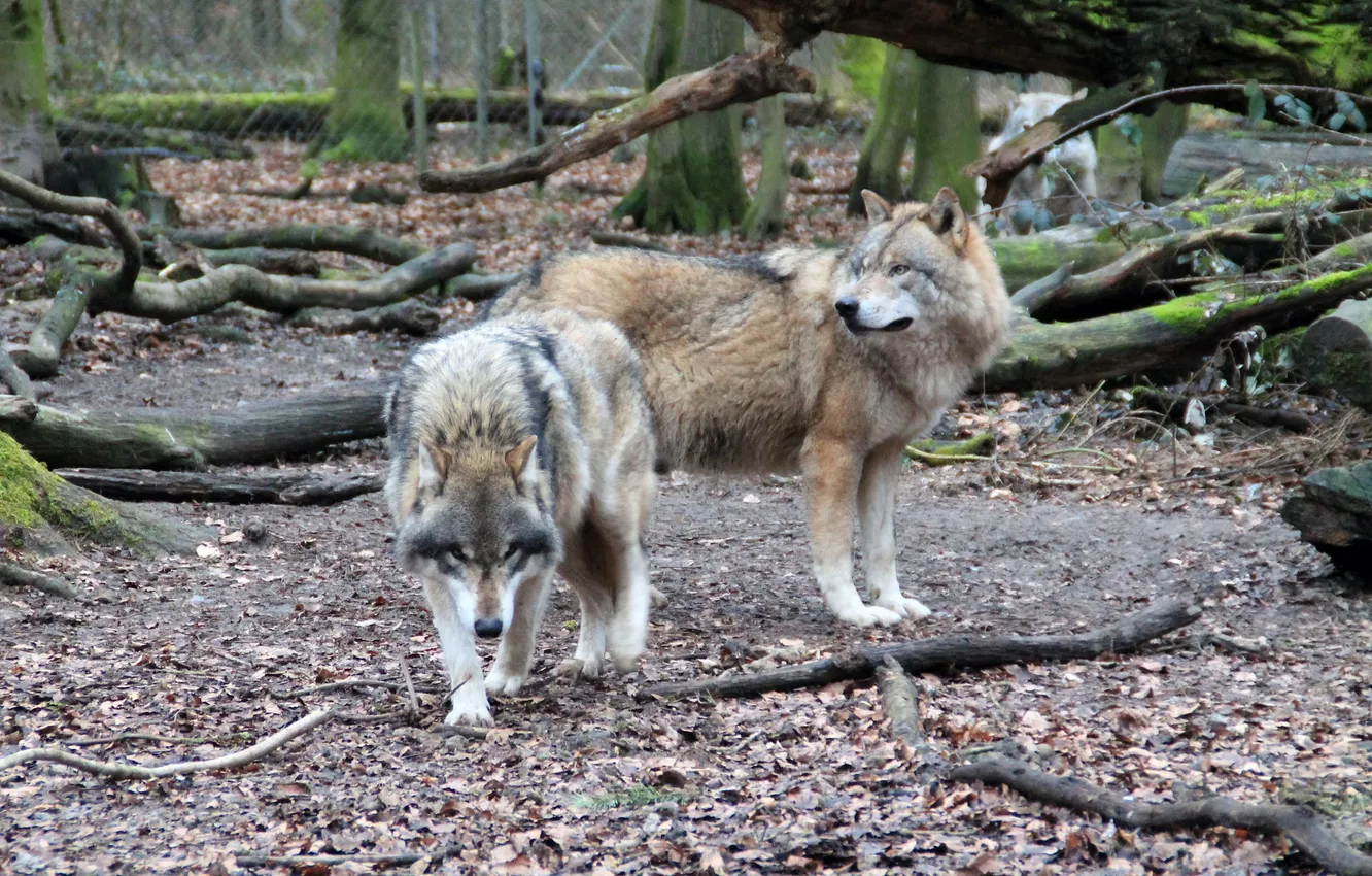 Photo wallpaper Predator, nature, snow, face, animal, wolf, wolves, canis lupus