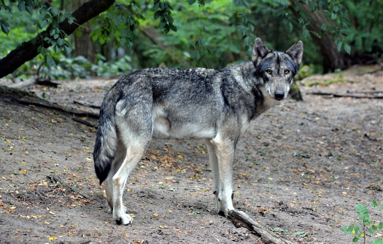 Photo wallpaper fantasy, nature, art, snow, predator, face, animal, wolf