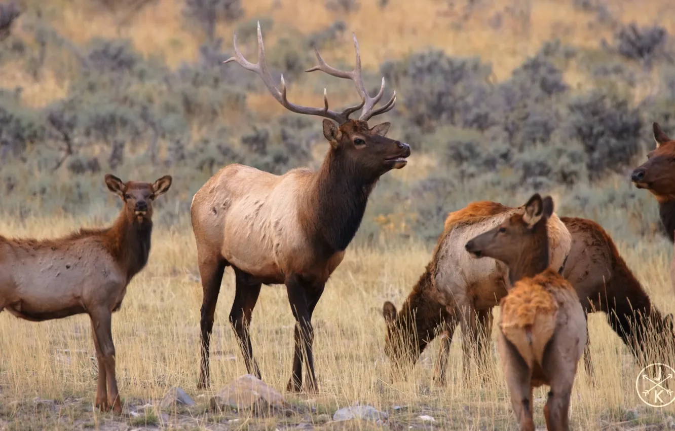 Photo wallpaper nature, Park, deer, USA