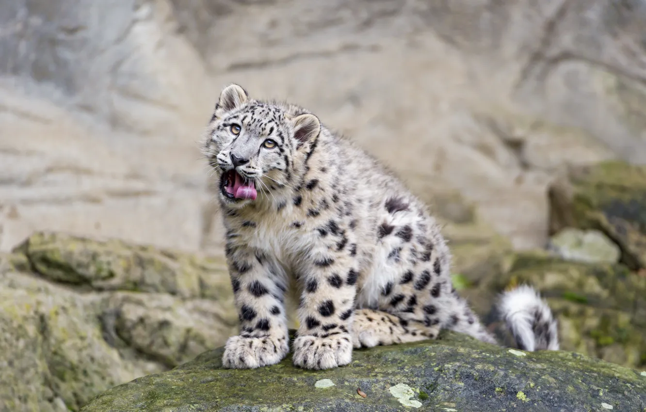 Photo wallpaper language, cat, look, stones, IRBIS, snow leopard, ©Tambako The Jaguar