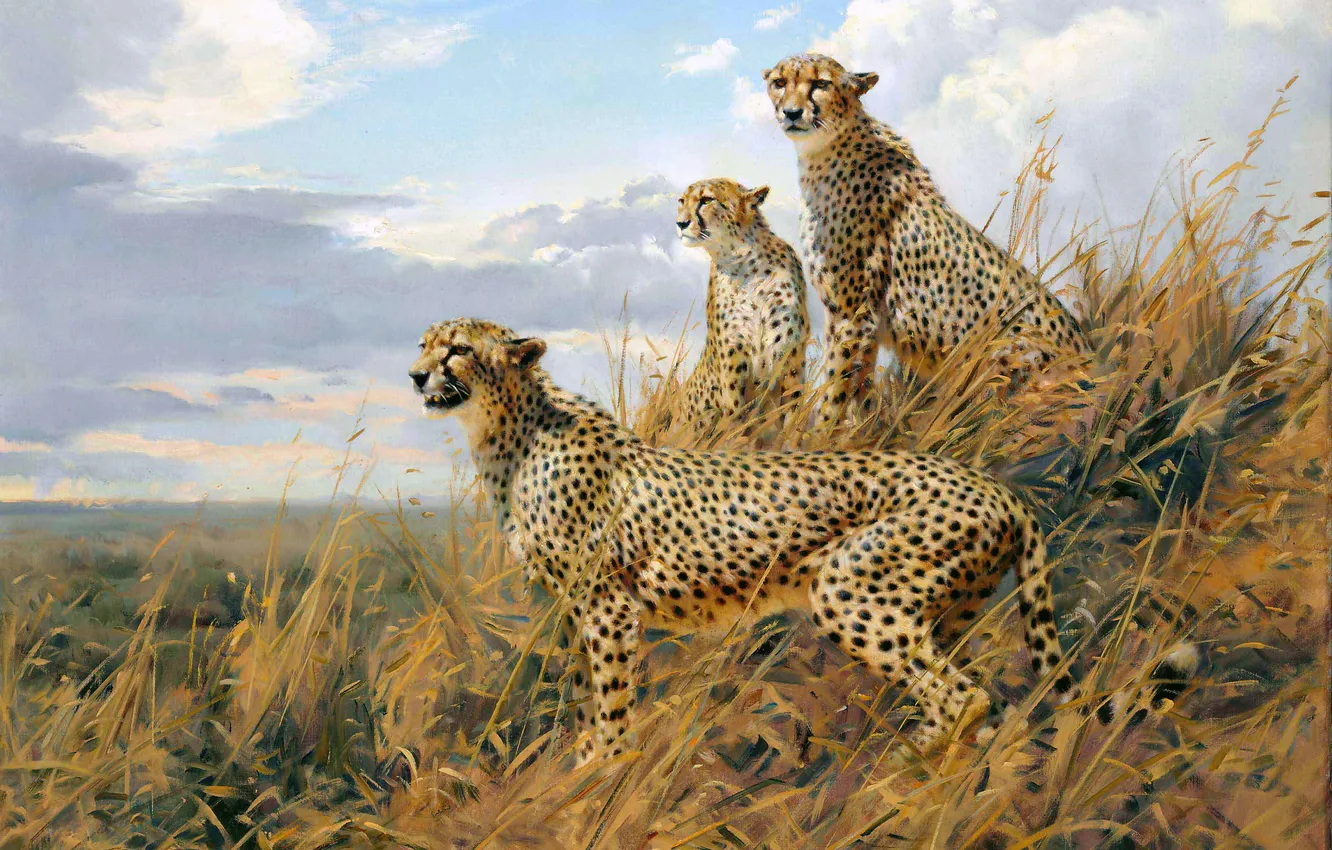 Photo wallpaper grass, predator, picture, Cheetah, three, big cats, Donald Grant, British animal artist