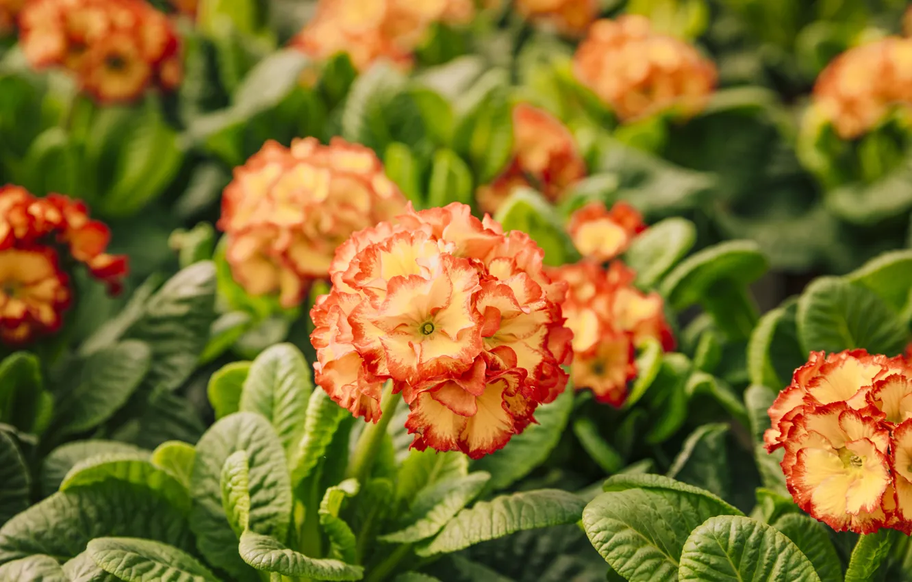 Photo wallpaper macro, flowers, orange, spring, bokeh, Primula