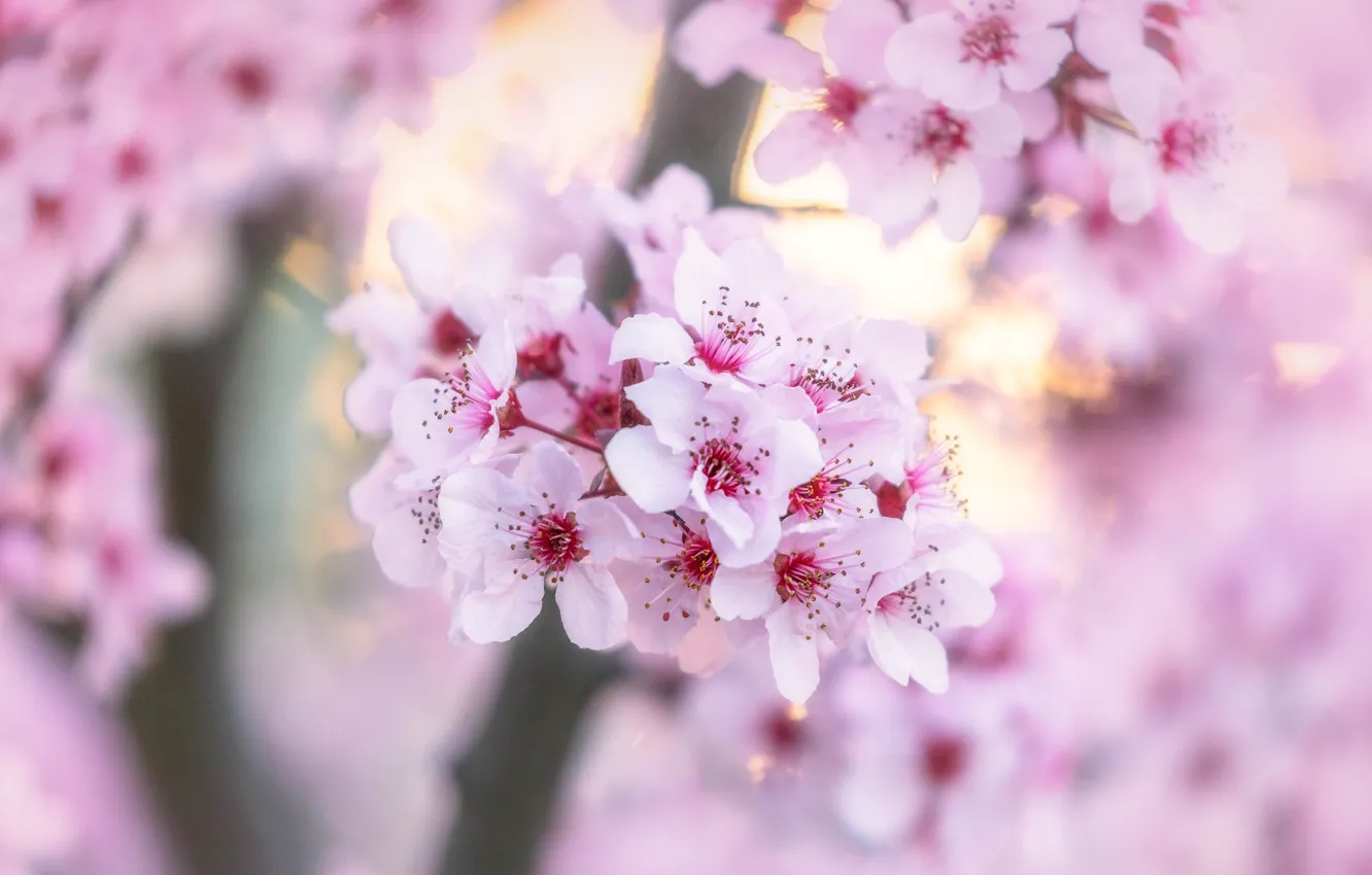 Photo wallpaper flowers, cherry, blur, spring, Sakura, gentle, pink, flowering