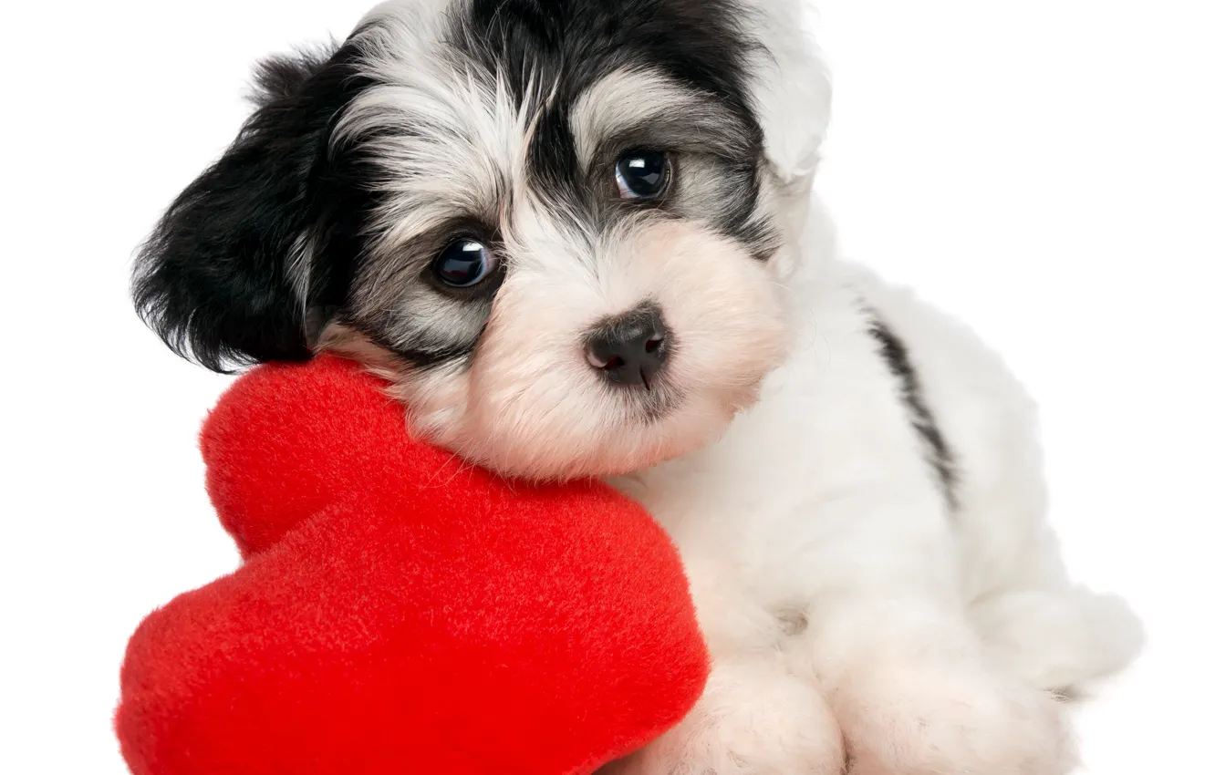 Photo wallpaper heart, puppy, puppy, heart, Valentines Day