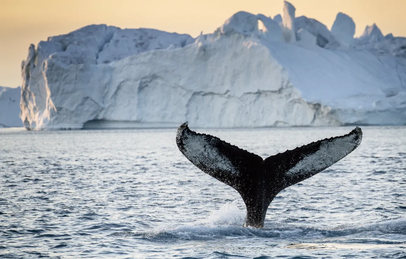 Photo wallpaper tail, iceberg, whale, greenland