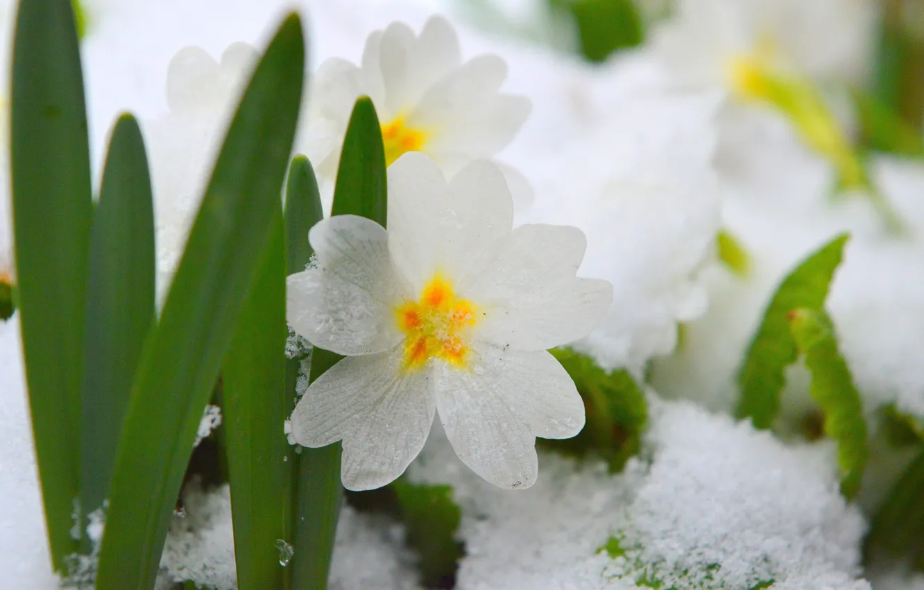 Photo wallpaper snow, white flowers, snow, White flowers