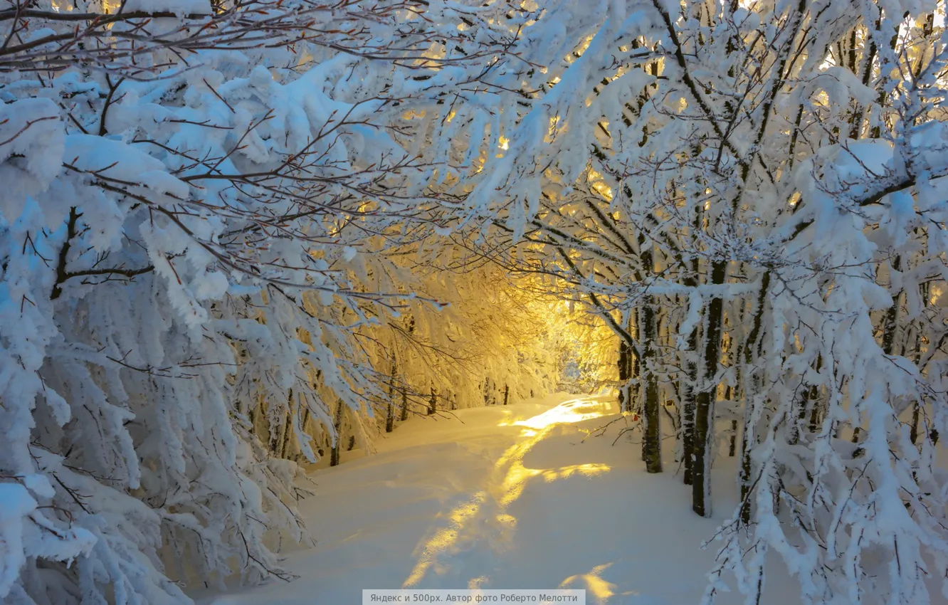 Photo wallpaper winter, the sun, snow