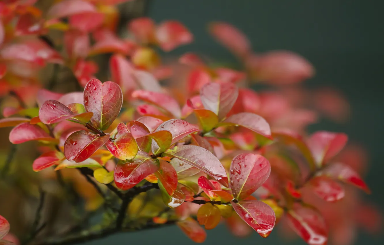 Photo wallpaper leaves, macro, branches