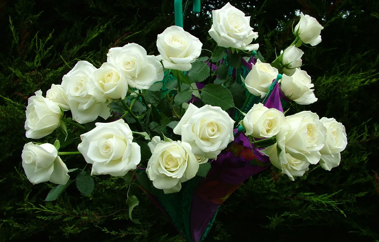 Photo wallpaper umbrella, roses, bouquet, white roses