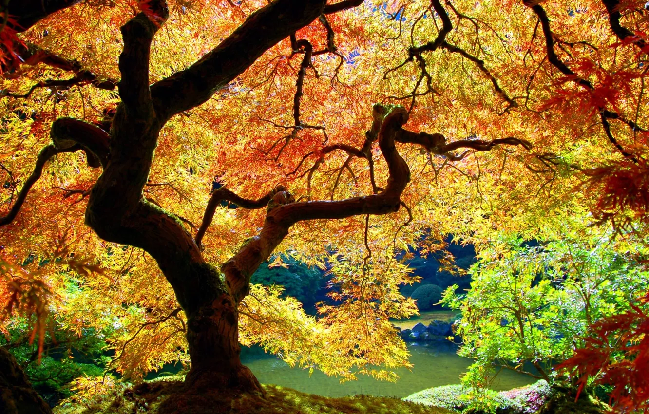 Photo wallpaper Tree, Autumn, Leaves