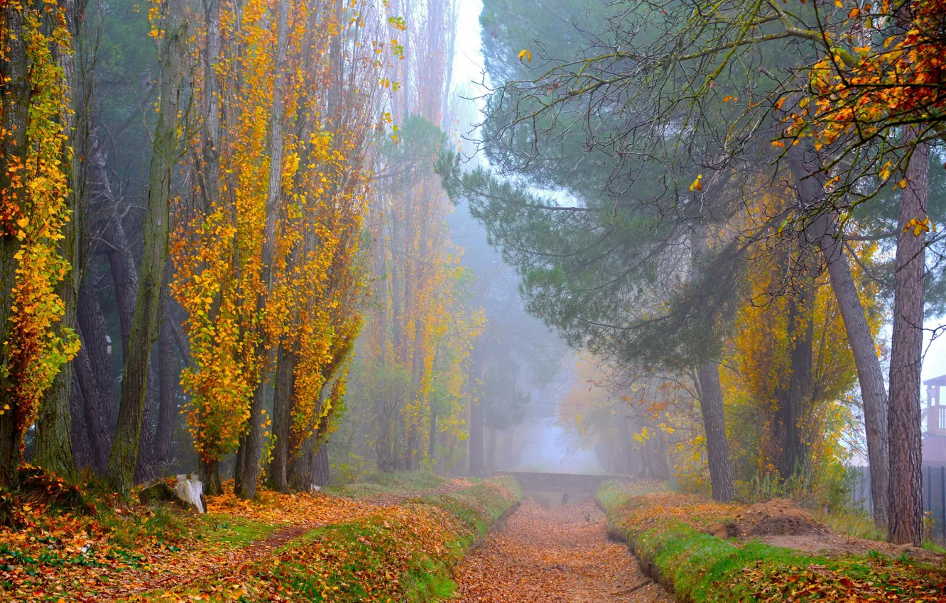 Photo wallpaper road, autumn, forest, leaves, trees, branches, yellow, nature
