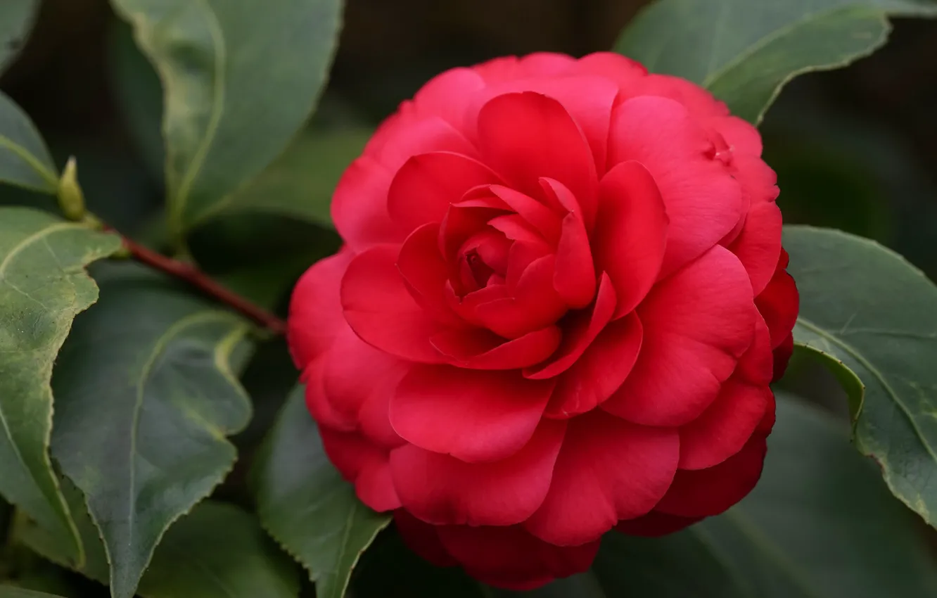 Photo wallpaper leaves, macro, red, Camellia