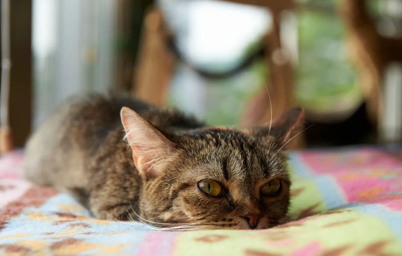 Photo wallpaper cat, room, Kote, lying