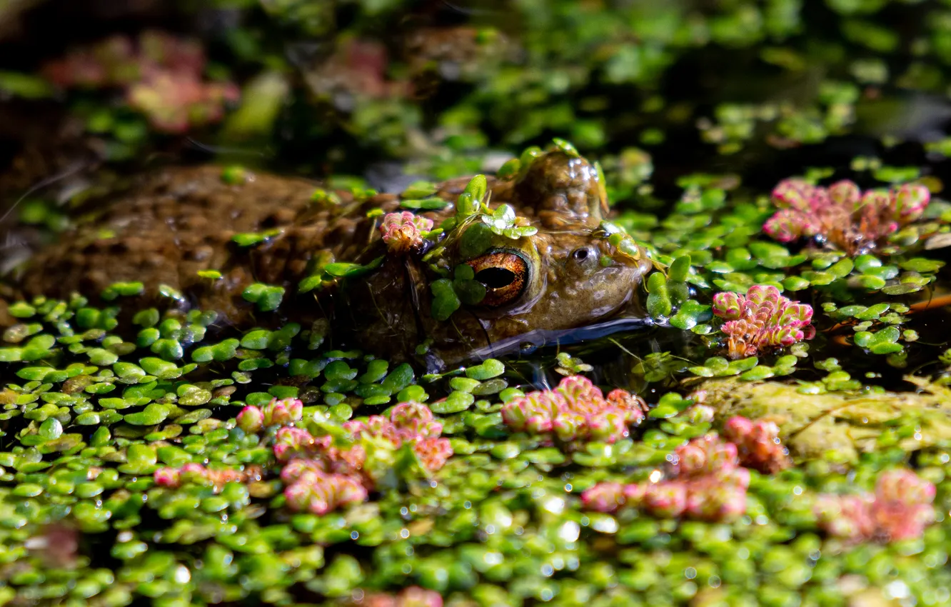 Photo wallpaper water, frog, duckweed
