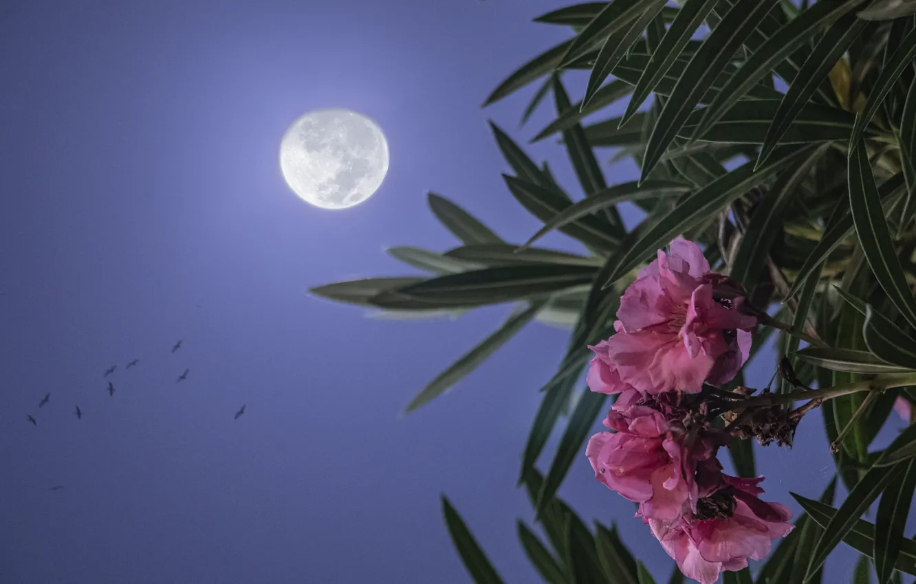 Photo wallpaper flower, night, the moon, China